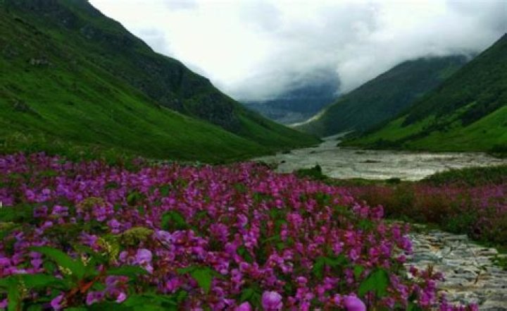 Chanita Flowers – Ypsilanti, MI