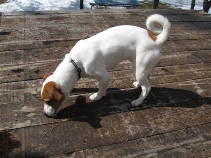 Do Jack Russells have curly tails? – Celebrity