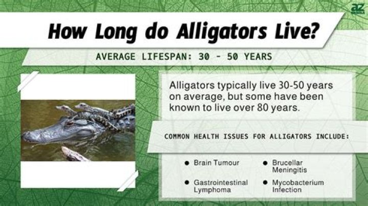 How Much Money Can An Alligator Hunter Make? – Celebrity