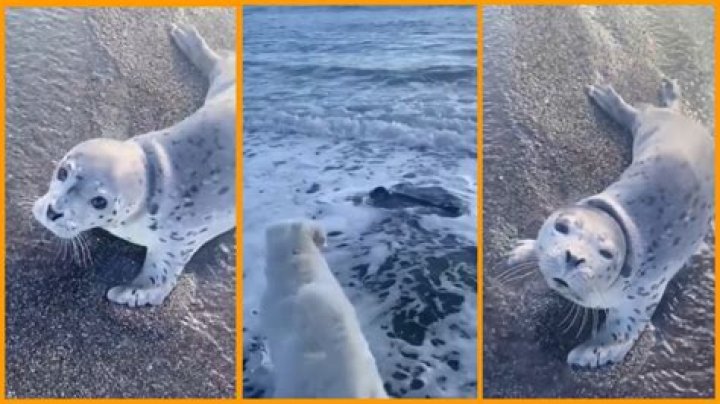 ‘Ma’am, I think the seal needs to help you’: Woman freaks out after discovering very chill seal at the beach