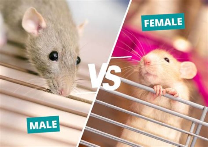 What is the name of rat female? – Celebrity