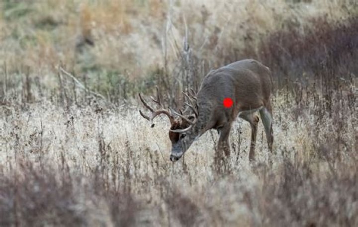 Where Is The Kill Shot For An Alligator? – Celebrity