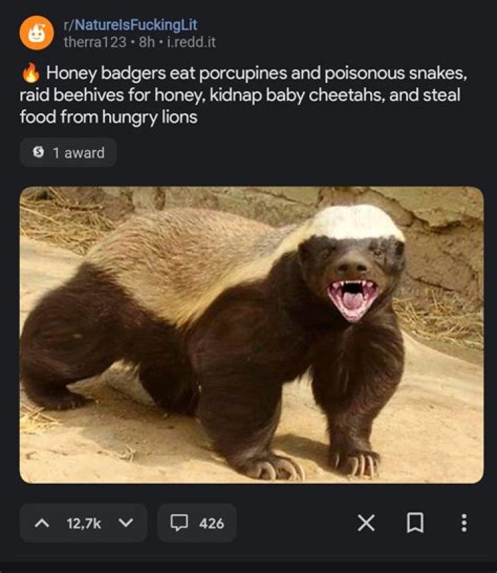 Why Daniel Ricciardo is called Honey Badger explained