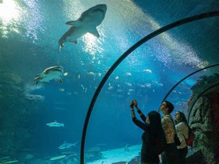 Why did they close Shark Reef at Typhoon Lagoon? – Celebrity